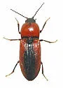 Cardiophorus brevis