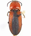 Cardiophorus brevis - photo 2