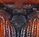 Cardiophorus brevis - photo 3