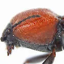 Cardiophorus brevis - photo 4
