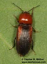 Cardiophorus brevis - photo 5