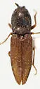 Cardiophorus carinatus