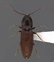 Cardiophorus carinatus - photo 2