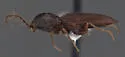 Cardiophorus carinatus - photo 3