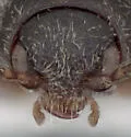 Cardiophorus carinatus - photo 4