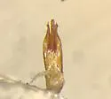 Cardiophorus convexulus - photo 3