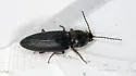Cardiophorus convexus - photo 3