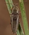 Cardiophorus convexus - photo 4