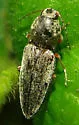 Cardiophorus convexus - photo 5