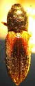 Cardiophorus edwardsi