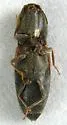 Cardiophorus edwardsi - photo 3