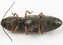 Cardiophorus edwardsi - photo 4