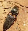 Cardiophorus erythropus