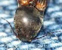 Cardiophorus erythropus - photo 2