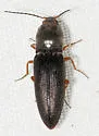 Cardiophorus erythropus - photo 3