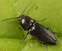 Cardiophorus gagates - photo 2
