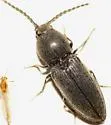 Cardiophorus gagates - photo 3