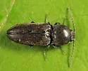 Cardiophorus gagates - photo 4
