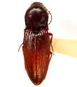 Cardiophorus panamapolis