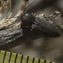 Cardiophorus pubescens