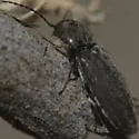 Cardiophorus pubescens - photo 2