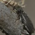 Cardiophorus pubescens - photo 3
