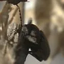 Cardiophorus pubescens - photo 4