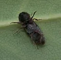 Cardiophorus robustus - photo 2