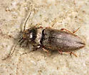 Cardiophorus robustus - photo 3