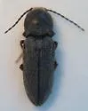 Cardiophorus robustus - photo 4