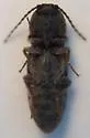 Cardiophorus robustus - photo 5