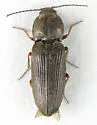 Cardiophorus tenebrosus-complex