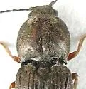 Cardiophorus tenebrosus-complex - photo 2