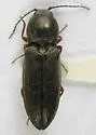 Cardiophorus tenebrosus-complex - photo 4