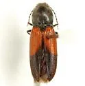 Cardiophorus togatus