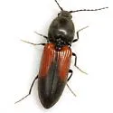 Cardiophorus togatus - photo 2