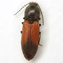 Cardiophorus togatus - photo 3
