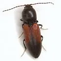 Cardiophorus togatus - photo 4
