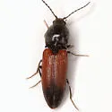 Cardiophorus togatus - photo 5