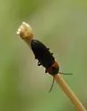 Cardiophorus vulneratus - Cardiophorus vulneratus