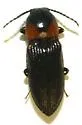Cardiophorus vulneratus - photo 2
