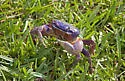 Blue Land Crab