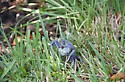 Blue Land Crab - photo 2