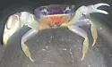 Blue Land Crab - photo 3