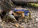 Blue Land Crab - photo 5