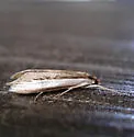 Carectocultus dominicki - Hodges#5309