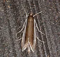 Carectocultus dominicki - Hodges#5309 - photo 2
