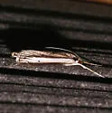 Carectocultus dominicki - Hodges#5309 - photo 3