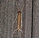 Carectocultus dominicki - Hodges#5309 - photo 4