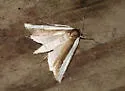 Carectocultus dominicki - Hodges#5309 - photo 5